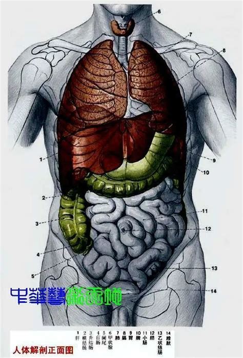 女胃位置|人体内脏位置分布示意图